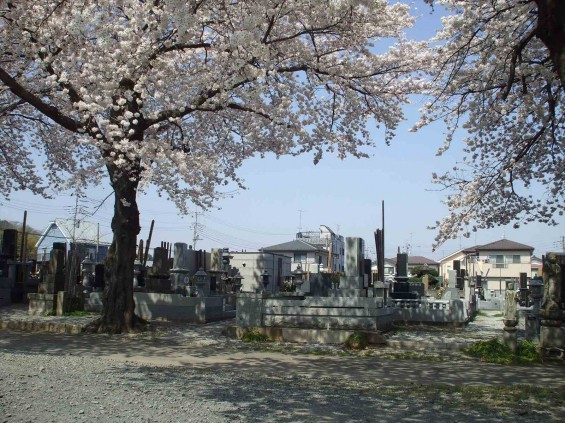 2015年4月　埼玉県伊奈町西光寺さまの桜満開DSCF6244