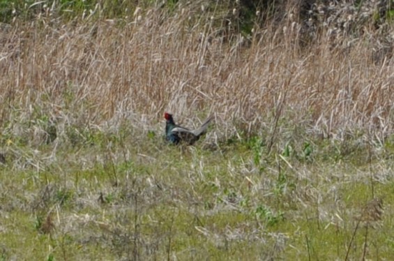 2015年4月 埼玉県桶川市 桶川霊園の周辺にキジ雉発見03