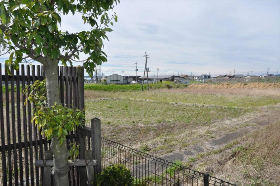 2015年4月 埼玉県桶川市 桶川霊園の周辺にキジ雉発見DSC_0141