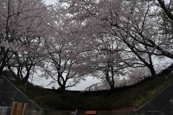 2015年4月4日　埼玉県東松山市の民間霊園　森林公園昭和浄苑の満開の桜DSC_0168