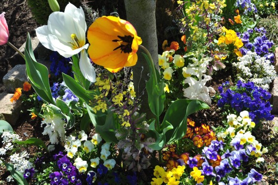 2015年4月 西上尾メモリアルガーデンのチューリップと花壇DSC_0011