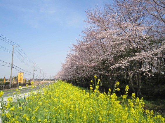 2015年3月30日　桶川霊園の前の桜並木が満開に017
