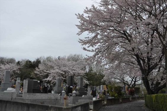 2015年4月4日　埼玉県東松山市の民間霊園　森林公園昭和浄苑の満開の桜DSC_0170