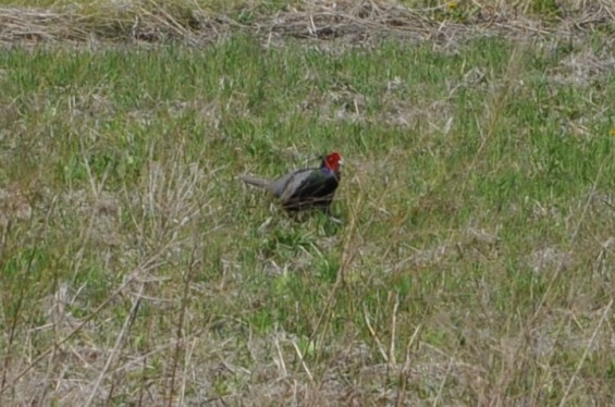 2015年4月 埼玉県桶川市 桶川霊園の周辺にキジ雉発見10