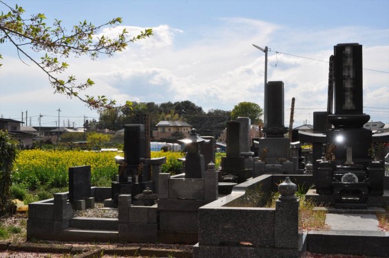 2015年4月 埼玉県伊奈町の西蔵院墓地と菜の花DSC_0202