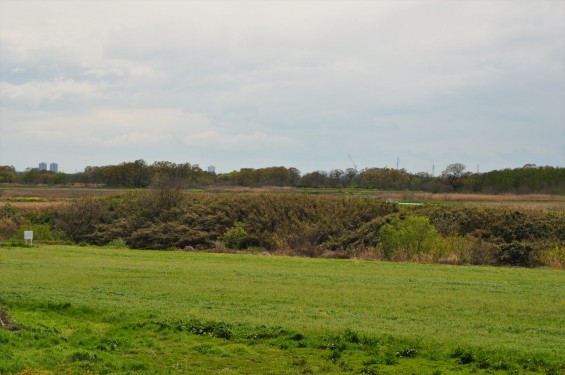 2015年4月 西上尾メモリアルガーデンから見える景色 草原 荒川の河川敷DSC_0071