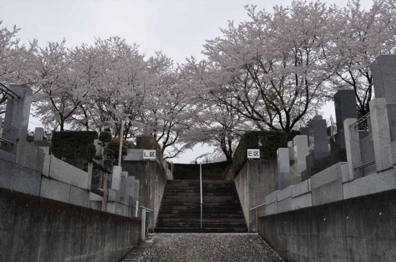 2015年4月4日　埼玉県東松山市の民間霊園　森林公園昭和浄苑の満開の桜DSC_0165