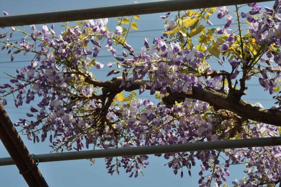 2015年4月 埼玉県鴻巣市花のオアシスのチューリップと風車小屋DSC_0078