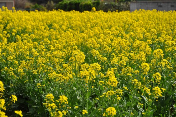 2015年4月 埼玉県伊奈町の西蔵院墓地と菜の花DSC_0212