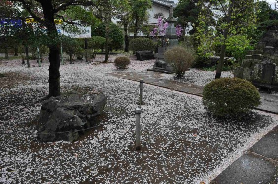 2015年4月11日 上尾市仏教会顧問会総会 相頓寺にて 境内の様子 紅枝垂れ桜散った花びら じゅうたんDSC_0039