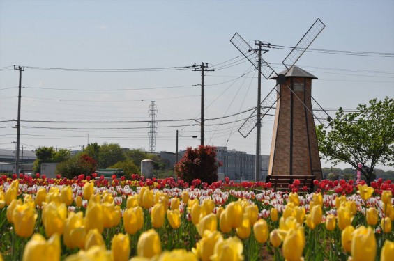 2015年4月 埼玉県鴻巣市花のオアシスのチューリップと風車小屋DSC_0102