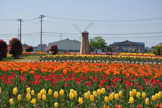 2015年4月 埼玉県鴻巣市花のオアシスのチューリップと風車小屋DSC_0075