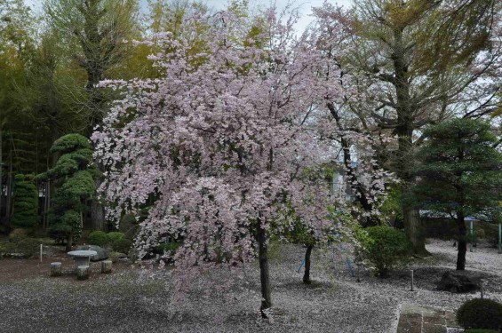 2015年4月11日 上尾市仏教会顧問会総会 相頓寺にて 境内の様子 紅枝垂れ桜散った花びら じゅうたんDSC_0072