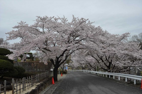 2015年4月4日　埼玉県東松山市の民間霊園　森林公園昭和浄苑の満開の桜DSC_0178