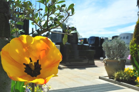 2015年4月 西上尾メモリアルガーデンのチューリップと花壇 お墓DSC_0016