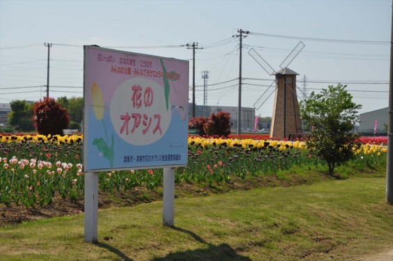 2015年4月 埼玉県鴻巣市花のオアシスのチューリップと風車小屋DSC_0099