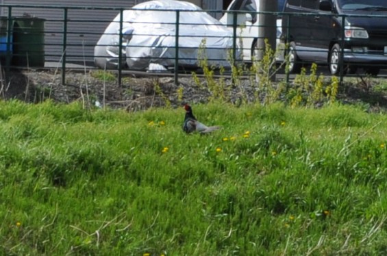 2015年4月 埼玉県桶川市 桶川霊園の周辺にキジ雉発見06