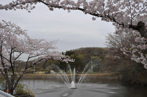 2015年4月4日　埼玉県東松山市の民間霊園　森林公園昭和浄苑の満開の桜DSC_0160