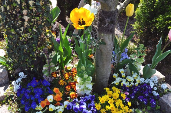 2015年4月 西上尾メモリアルガーデンのチューリップと花壇DSC_0010