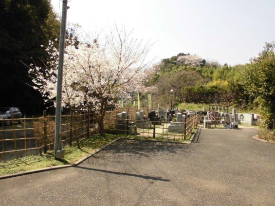 2015年3月31日静岡県清水区の霊園 メモリアルガーデン清水の桜