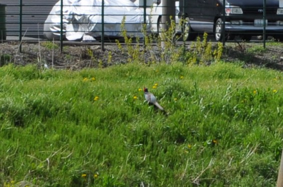 2015年4月 埼玉県桶川市 桶川霊園の周辺にキジ雉発見05