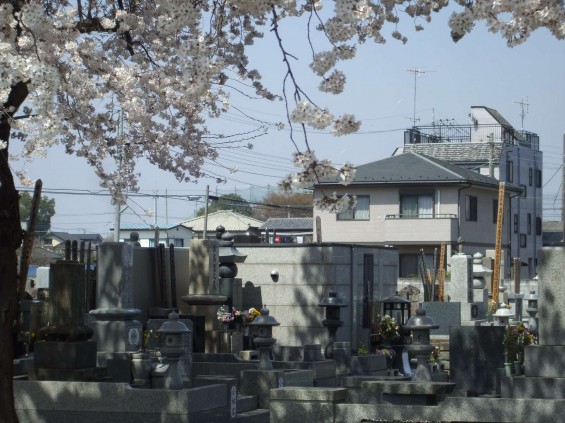 2015年4月　埼玉県伊奈町西光寺さまの桜満開DSCF6240