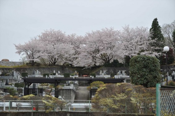 2015年4月4日　埼玉県東松山市の民間霊園　森林公園昭和浄苑の満開の桜DSC_0181