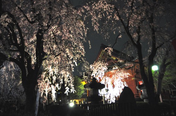 20150404 上野公園 清水観音堂の枝垂れ桜DSC_0200+