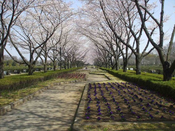 2015年3月　さいたま市営霊園　思い出の里　桜が満開DSCF6238