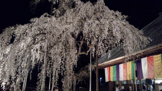 2015年3月31日　埼玉県坂戸市　慈眼寺のしだれ桜DSC_0499