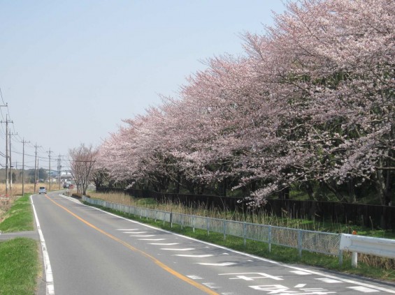 2015年3月30日　桶川霊園の前の桜並木が満開に012
