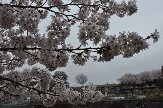 2015年4月4日　埼玉県東松山市の民間霊園　森林公園昭和浄苑の満開の桜DSC_0180