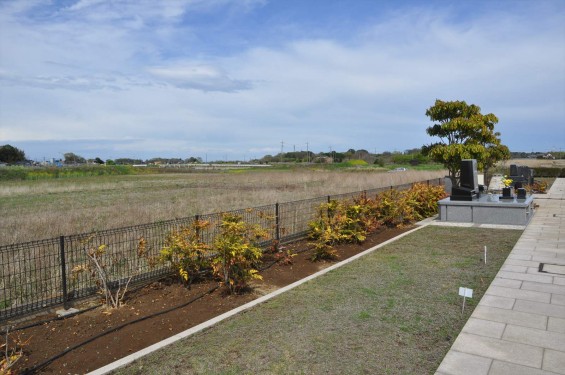 2015年4月 埼玉県桶川市 桶川霊園の周辺にキジ雉発見DSC_0196