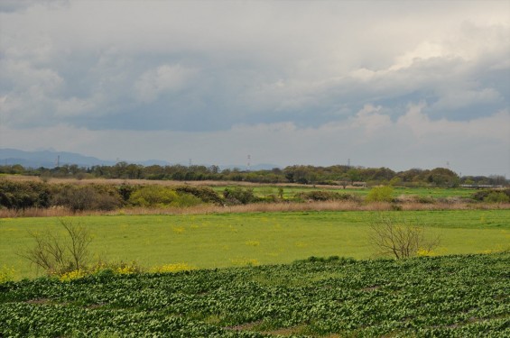 2015年4月 西上尾メモリアルガーデンから見える景色 草原 荒川の河川敷DSC_0070