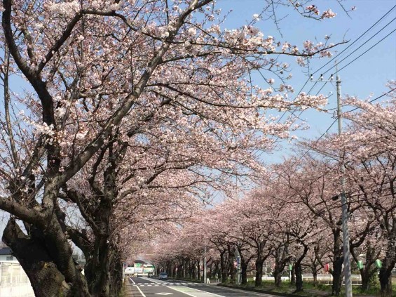 2015年3月30日　埼玉県久喜市　清久さくら通りの桜が満開IMG_2745