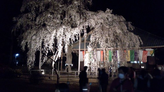 2015年3月31日　埼玉県坂戸市　慈眼寺のしだれ桜DSC_0496