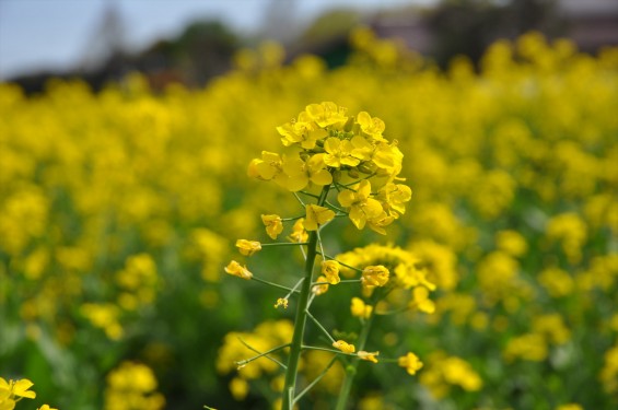 2015年4月 埼玉県伊奈町の西蔵院墓地と菜の花DSC_0215