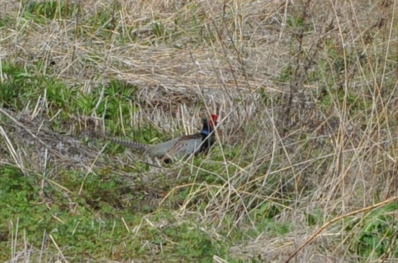 2015年4月 埼玉県桶川市 桶川霊園の周辺にキジ雉発見11
