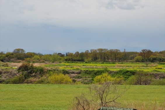 2015年4月 西上尾メモリアルガーデンから見える景色 草原 荒川の河川敷DSC_0068