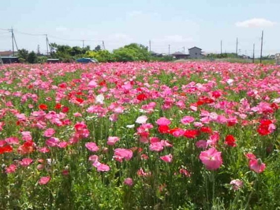 2015年5月 久喜市のしょうぶポピーまつりに行ってきました 一面のポピー畑150513_110913