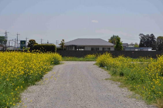 2015年4月23日 埼玉県行田市 高原寺墓地と菜の花DSC_0006