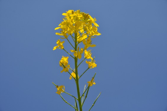 2015年4月23日 埼玉県行田市 高原寺墓地と菜の花DSC_0010