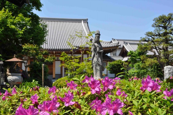 2015年5月10日 埼玉県上尾市瓦葺 楞厳寺のシャクナゲとオオムラサキツツジDSC_0222