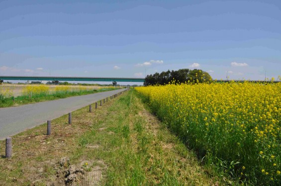 2015年4月23日 埼玉県吉見町 一面の菜の花 鴻巣霊園の近くDSC_0066