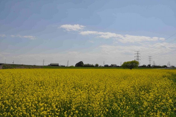 2015年4月23日 埼玉県吉見町 一面の菜の花 鴻巣霊園の近くDSC_0050