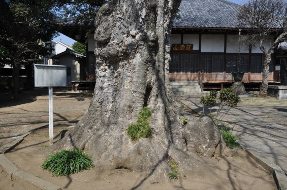 2015年5月1日 上尾市の寺 龍山院 むくろじ 無患子 上尾市指定天然記念物DSC_0002