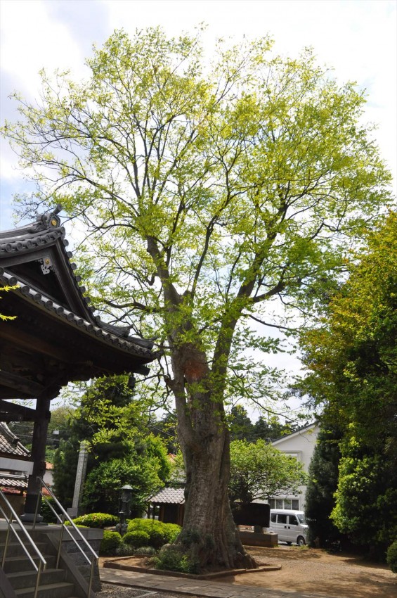 2015年5月1日 上尾市の寺 龍山院 新緑のむくろじ 無患子 上尾市指定天然記念物DSC_0184