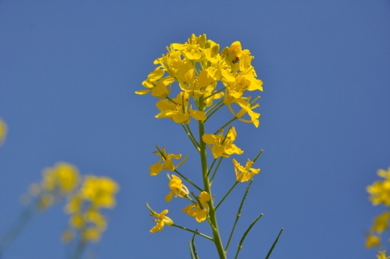 2015年4月23日 埼玉県行田市 高原寺墓地と菜の花DSC_0009