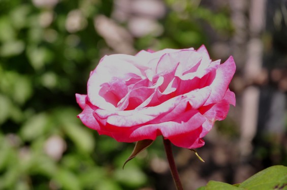 2015年5月 石材店の展示場の花 大塚本社 展示墓石としゃくなげとバラDSC_0355