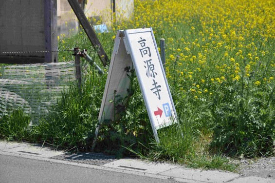 2015年4月23日 埼玉県行田市 高原寺墓地と菜の花DSC_0005